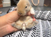 5 gorgeous mini lion lops looking for there forever home