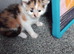 5 beautiful kittens looking for there forever homes