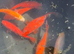 Stunning Goldfish
