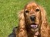 Show Type Spaniel