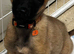 Beautiful female Belgian malinois