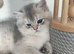 TICA reg British golden chinchilla