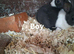 3 blue Dutch rabbit bucks