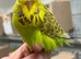 Budgies available