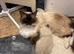 Ragdoll Kittens