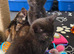Beautiful babies for sale