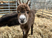 Mediterranean mini donkeys