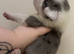 1 Merle male left!!