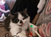 British shorthair x kittens