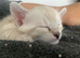 Tica Active Seal Silver Snow Lynx Bengal