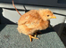 Hybrid Laying Hen Chicks