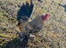 Lemon millefleur booted bantam hatching eggs