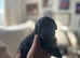 Tiny Toy Poodles