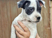 Jack Russell's