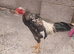 Shamo's aseel chicks currently 7 weeks old