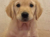 Golden retriever puppies