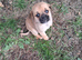 POM/PUG MALE PUPPY