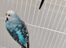Budgies 6 months