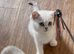 BSH Silver/Black Tipped GCCF Registered