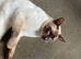 male Siamese cat