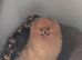 *Beautiful female companion pomeranian *