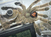 ️ COMPLETE TARANTULA COLLECTION FOR SALE – SPIDER WALL ️