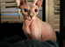 Female sphynx for rehome