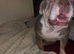Perfect English bulldog
