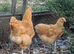 Buff Orpington pullets