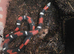 1.1 CB24 Tri Colour Hognose