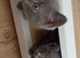 British shorthair X
