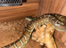 Bredls python female cb24