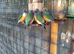 Gouldian Finches for sale