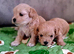 F1 teacup asian Maltipoo