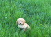 Gourgeous Cavapoochon Girl