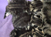 Mixed breed tabby kittens
