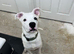 8 month old puppy for sale
