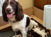 Eight Beautiful Sprocker Puppies Available