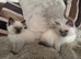 2 beautiful pure Ragdoll kittens