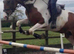 16.3 Skewbald Anglo European Mare