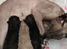 Stunning fluffy Sphynx kittens