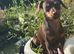 6 month female chiweenie