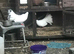 Fantails