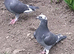 Young racing pigeons