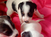 Jack Russell Puppies for Sale Swansea