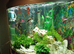 250 litre fish tank with heaters rocks pump