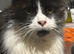 Female cat for rehoming