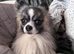 For stud: Wolfsable long haired chihuahua