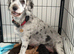 Beautiful F1b Cockapoo puppies