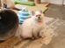Beautiful GCCF Female Blue Point Ragdoll Kitten.